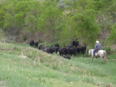 Moving_Bulls_comp